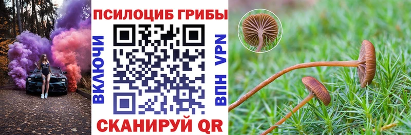 kraken зеркало  купить закладку  Павлово  Псилоцибиновые грибы GOLDEN TEACHER 